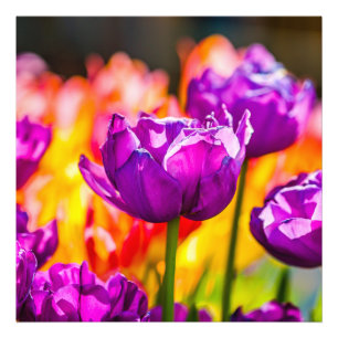 Impression Photo Tulipes Enchantant violet