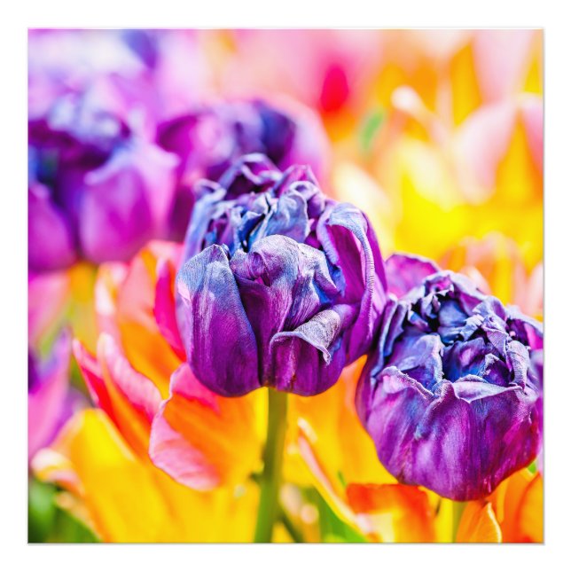 Impression Photo Tulipes Enchanter 14 (Devant)