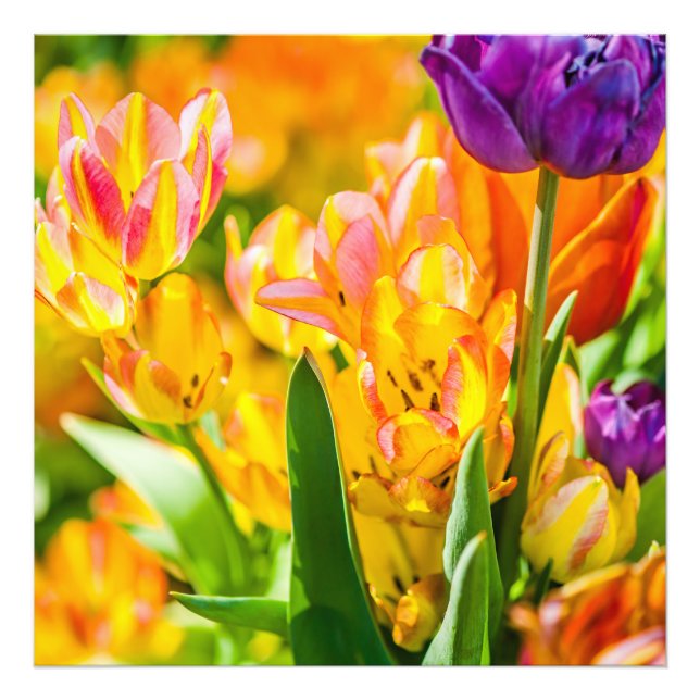 Impression Photo Tulipes Envoûtantes 01 (Devant)