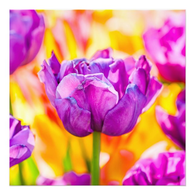 Impression Photo Tulipes Envoûtantes 06 (Devant)