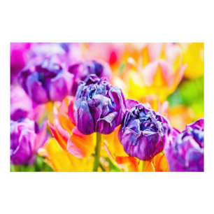 Impression Photo Tulipes Envoûtantes 14