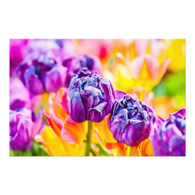 Impression Photo Tulipes Envoûtantes 14 (Devant)