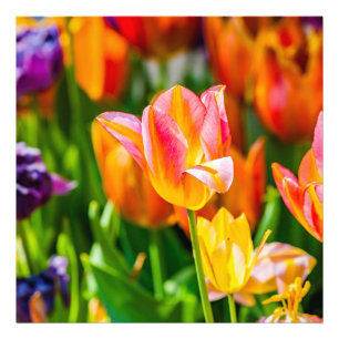 Impression Photo Tulipes Envoûtantes 17