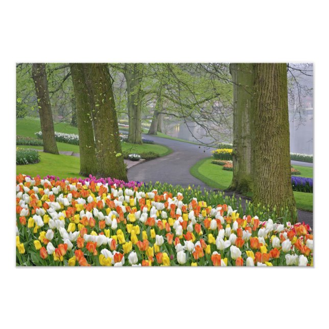 Impression Photo Tulipes et chaussée, Jardins de Keukenhof, Lisse, (Devant)