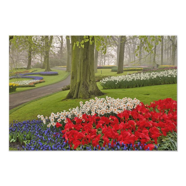 Impression Photo Tulipes et jonquilles, jardins de Keukenhof, (Devant)