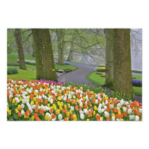 Impression Photo Tulipes et route, Jardins Keukenhof, Lisse,