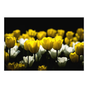 Impression Photo Tulipes Jaune Et Blanc