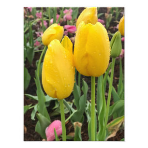 Impression Photo Tulipes jaunes