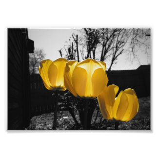 Impression Photo Tulipes jaunes
