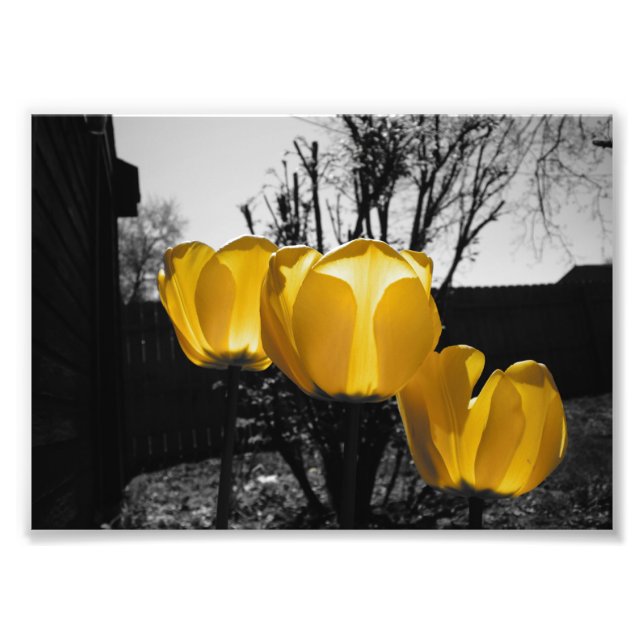 Impression Photo Tulipes jaunes (Devant)