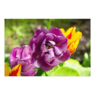 Impression Photo Tulipes lilas par une journée ensoleillée 