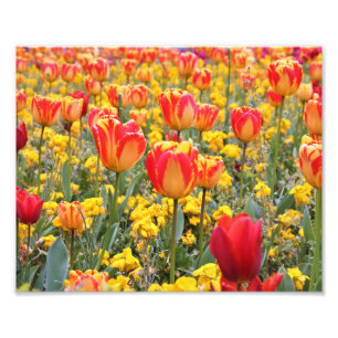 Impression Photo Tulipes, Lumineuses et colorées jaune et rouge