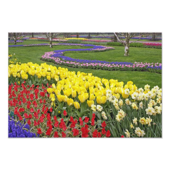 Impression Photo Tulipes, Muscari et jonquilles, (Devant)