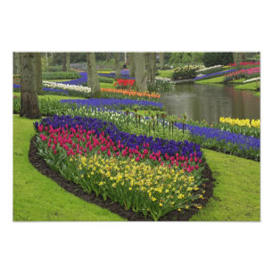 Impression Photo Tulipes, Muscari et jonquilles,