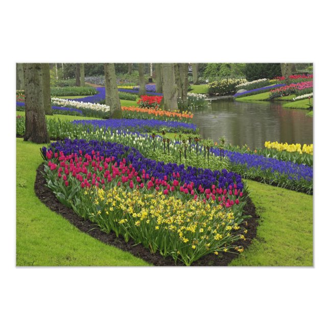 Impression Photo Tulipes, Muscari et jonquilles, (Devant)
