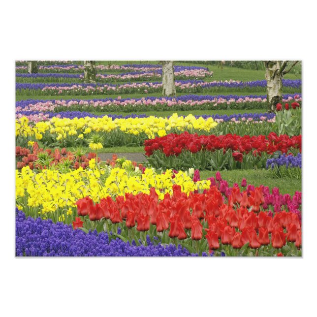 Impression Photo Tulipes, Muscari et Jonquilles, 2 (Devant)