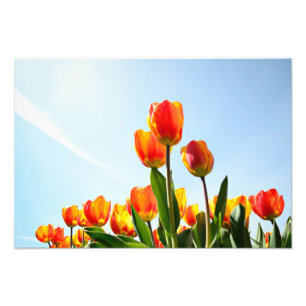 Impression Photo Tulipes orange et rouge du dessous