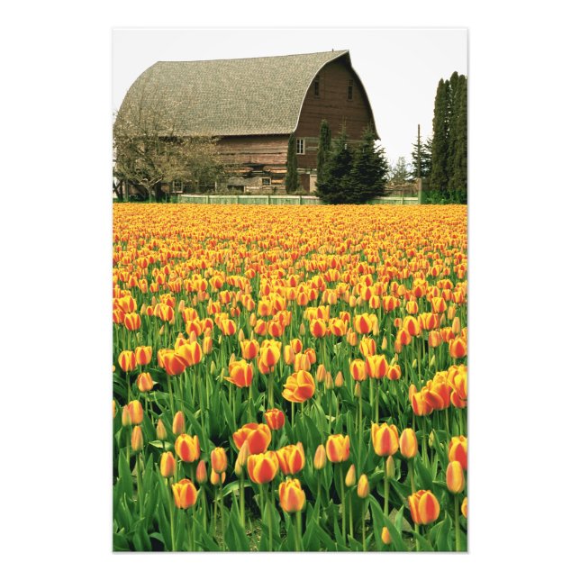 Impression Photo Tulipes printanières fleurissent devant une vieill (Devant)