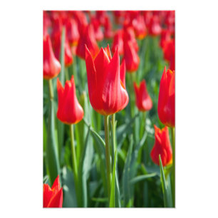 Impression Photo Tulipes rouges