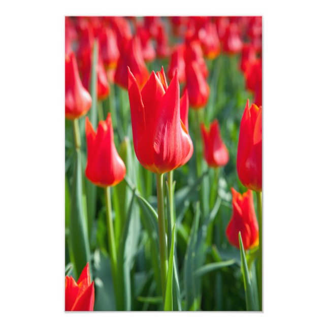Impression Photo Tulipes rouges (Devant)