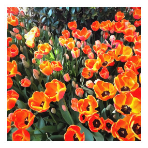 Impression Photo Tulipes rouges d'Istanbul