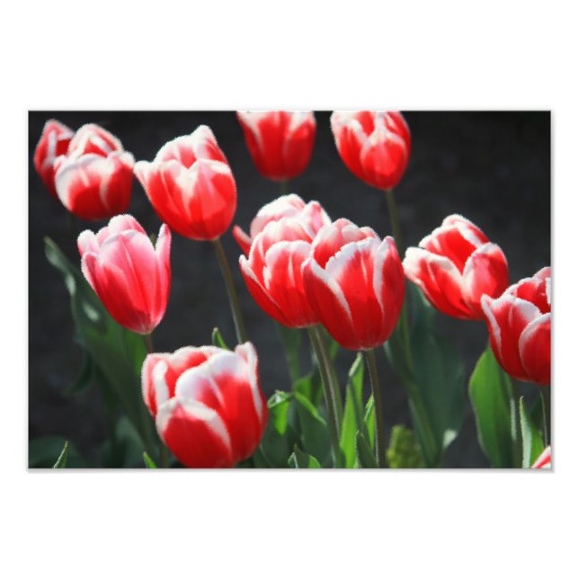 Impression Photo Tulipes rouges et blanches (Devant)