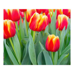 Impression Photo Tulipes rouges et jaunes vibrantes dans un jardin