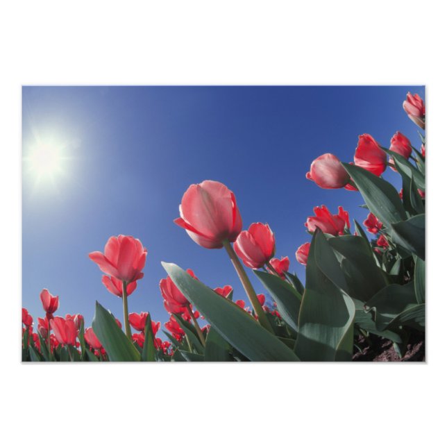 Impression Photo Tulipes rouges sous un angle très bas, Cincinnati, (Devant)