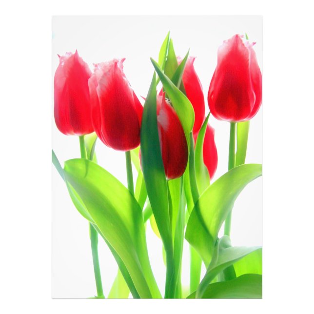 Impression Photo Tulipes rouges sur blanc (Devant)