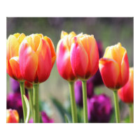 Tulipes tombées flammes
