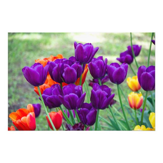 Impression Photo Tulipes violettes foncées (Devant)