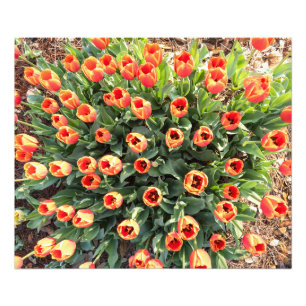 Impression Photo Tulipes vues du haut