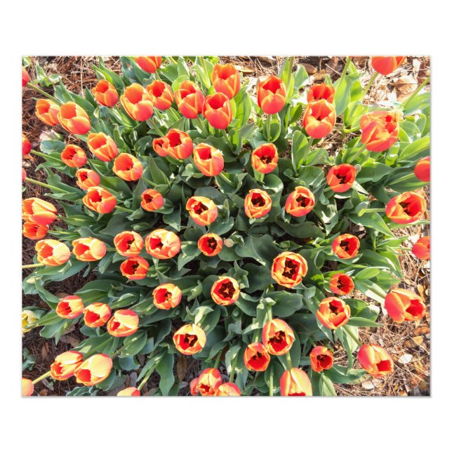 Impression Photo Tulipes vues du haut (Devant)
