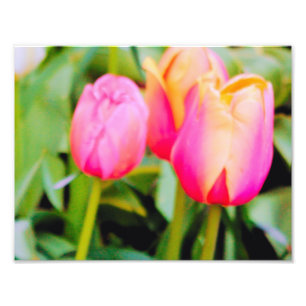 IMPRESSION PHOTO TULIPS DE PRINTEMPS