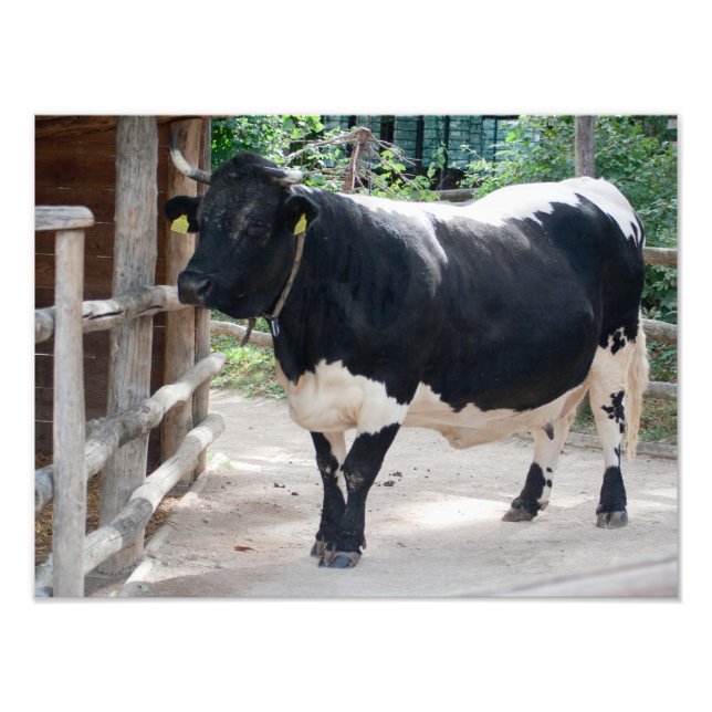 Impression Photo Tuxer Cattle (Devant)