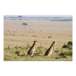 Impression Photo Two cheetahs on the look out