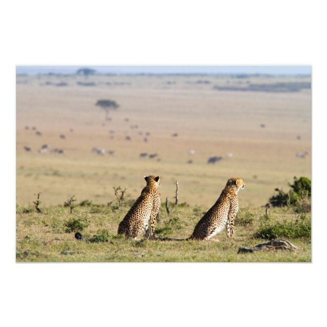 Impression Photo Two cheetahs on the look out (Devant)