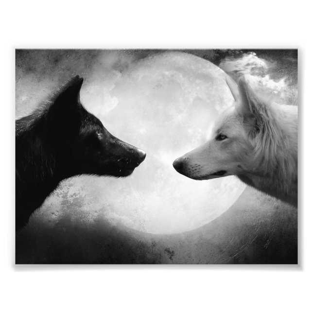 Impression Photo Two wolves facing each other (Devant)