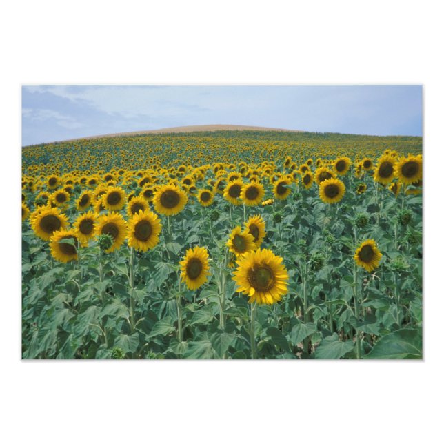 Impression Photo UE, France, Provence, Terrain de tournesol (Devant)