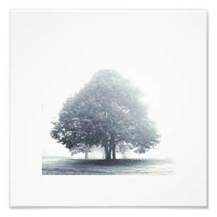 Impression Photo Un arbre dans le brouillard