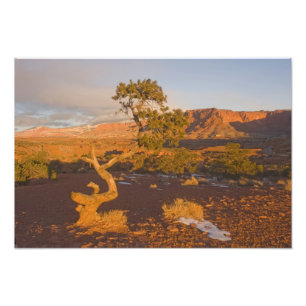 Impression Photo Un arbre de genévrier de l'Utah (Juniperus osteosp