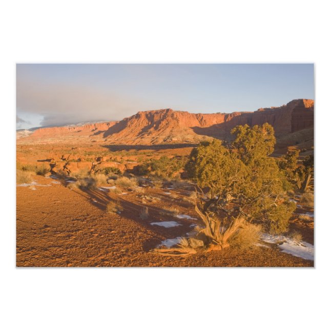 Impression Photo Un arbre de genévrier de l'Utah Juniperus osteospe (Devant)
