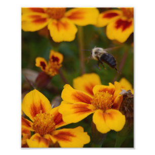 Impression Photo Un automne Afernoon dans le jardin