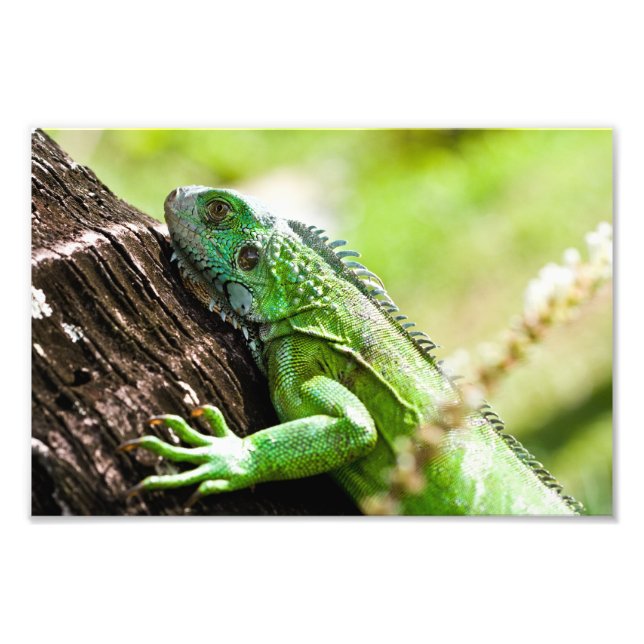 Impression Photo un autre jour vert (Devant)