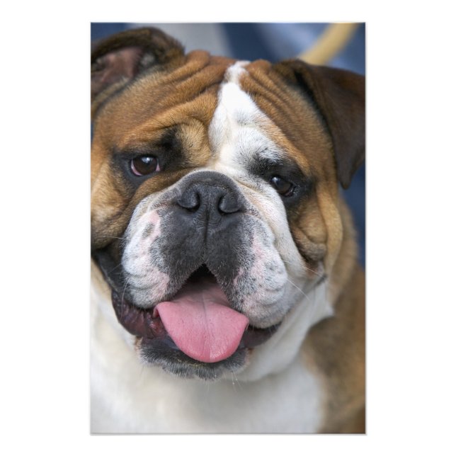 Impression Photo Un bouledogue anglais en Belgique. (Devant)