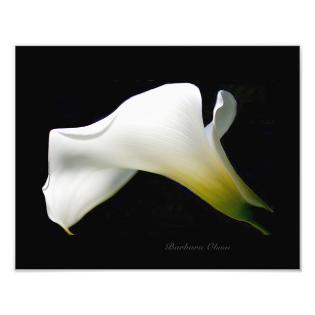 Impression Photo Un Calla Lily blanc et pur : Une anatomie d'une fl (Devant)