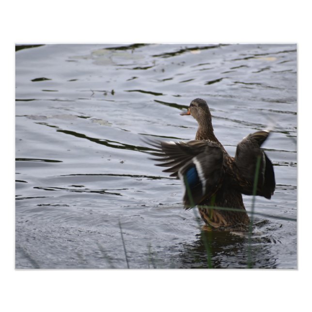 Impression Photo Un canard colvert battant des ailes (Devant)