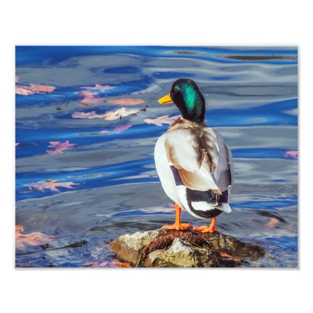 Impression Photo Un canard contacte une nage. (Devant)