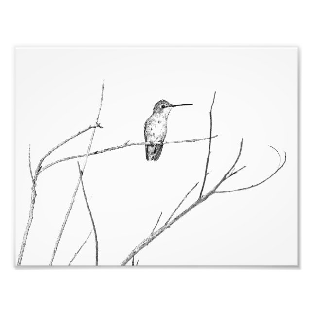 Impression Photo Un colibri sur un bâton (Devant)
