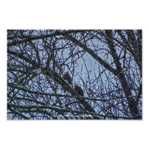 Impression Photo Un compagnon pour l'hiver